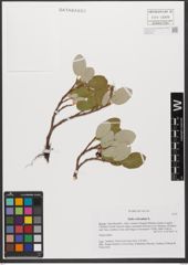 Foto von Salix reticulata L.